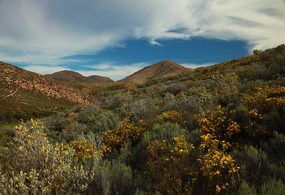 Fynbos landscape (c) Craig Turner